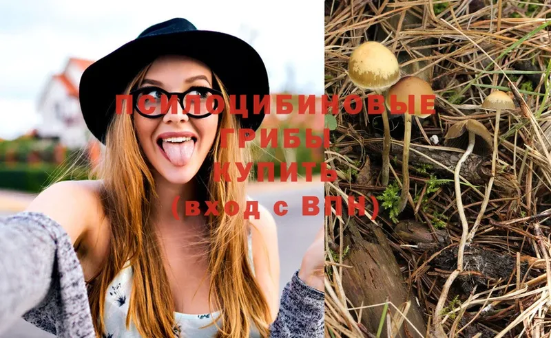 Псилоцибиновые грибы Psilocybine cubensis  где найти   Кольчугино 